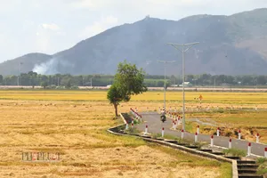 Cánh đồng lúa An Nhứt gây sốt trên mạng xã hội bước vào mùa gặt