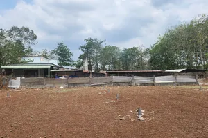 Tự lập trạm cứu hộ, bị dân mạng tố đã 'xóa dấu' hàng ngàn con chó, mèo