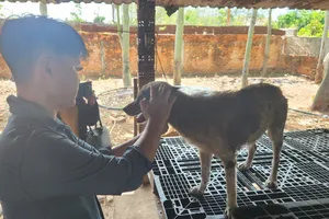 Phát hoảng khi nhìn cận cảnh trạm cứu hộ chó mèo đang gây 'bão' mạng xã hội 