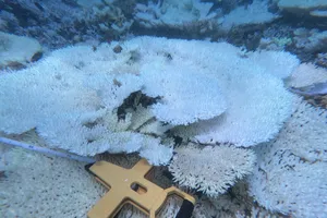 Vườn quốc gia Côn Đảo lý giải nguyên nhân san hô bị tẩy trắng số lượng lớn