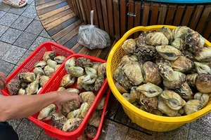 Một hộ kinh doanh ở Côn Đảo bị phạt 65 triệu đồng vì bày bán gần 90kg ốc quý hiếm