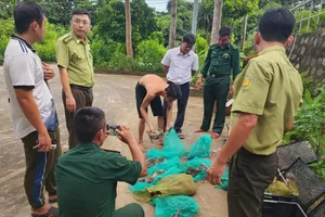 Một người đưa 17 con khỉ đuôi dài ra khỏi khu vực rừng cấm ở Côn Đảo