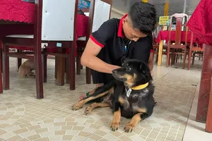 Côn Đảo: Đeo thẻ có mã QR cho chó để quản lý