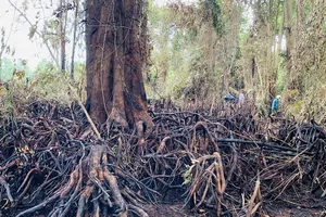 Hơn 200 người dập tắt đám cháy rừng tại di tích lịch sử Bàu Sen