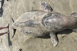 Tìm nguyên nhân 4 cá thể bò biển dugong ở Côn Đảo tử vong trong năm 2025