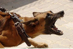 Ghi nhận 2 ca tử vong do bệnh dại ở TP.HCM 