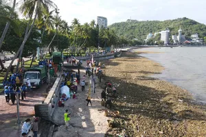 Nghiên cứu tận dụng rác lục bình trôi dạt vào bãi biển Vũng Tàu làm giá thể trồng rau