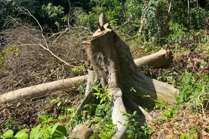 Kiểm tra rừng tự nhiên có dấu hiệu bị chặt tại đặc khu Côn Đảo