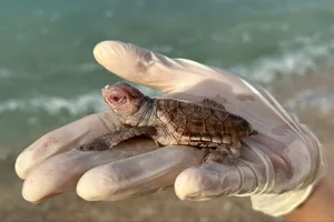 Côn Đảo: 14 con rùa biển bạch tạng hiếm gặp nở trong một tổ trứng 