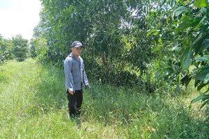 1 vụ hủy hoại rừng có dấu hiệu oan