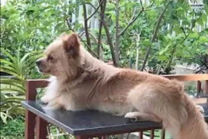 Bị chó cắn, kiện đòi 100 triệu đồng