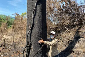 Quảng Nam: BQL rừng phòng hộ đốt thực bì, đốt cả rừng tự nhiên