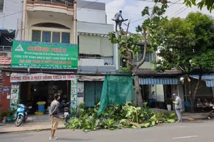 Đốn hạ cây xanh trên đường: Dân không được tự ý làm
