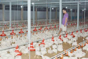 Trang trại treo chuồng vì giá thức ăn leo thang