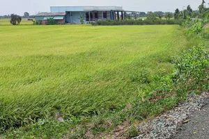 Xây dựng nhà trên đất ở nông thôn có cần phải xin phép?