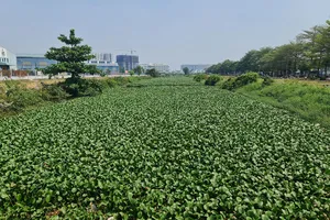 Làm sạch con kênh đi qua 7 quận, huyện ở TP.HCM