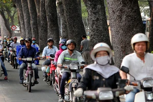 Ngắm hàng cây cổ thụ Sài Gòn trước giờ bị đốn hạ 