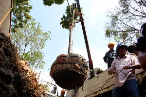Bứng dưỡng 14 cây sọ khỉ trên đường Tôn Đức Thắng
