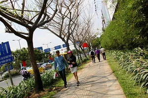 Hàng loạt cây xanh ở TP.HCM “chết đứng“