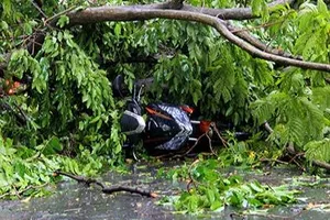 Cây xanh gãy nhánh, bật gốc hàng loạt, đè người đi đường