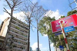 TP.HCM: 3 cây dầu trăm tuổi bỗng nhiên khô lá rồi chết bất thường