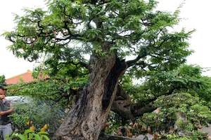 Cận cảnh cây me hơn 100 tuổi được rao bán 3,5 tỉ đồng