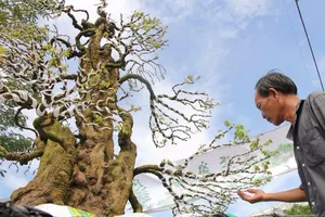 Ngắm cặp khế 'đầu voi đuôi chuột' bán giá 12 tỉ đồng