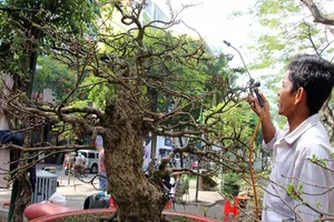 Ngắm 'cụ' mai vàng ra giá 2,7 tỉ đồng ở chợ hoa xuân