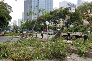 Bắt đầu đốn hạ hàng cây xanh trên đường Lê Lợi