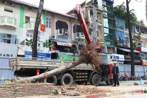 Tiếp tục đốn hạ hàng cây lim xẹt trên đường Lê Lợi