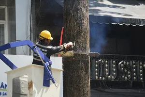  Đốn hàng dầu hơn 50 năm tuổi trên đường Lê Lợi