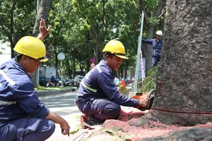 Đốn hạ, di dời 14 cây xanh trên đường Tôn Đức Thắng 