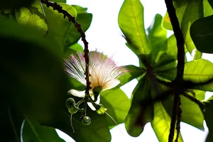 Ngắm hoa bàng vuông Trường Sa nở giữa Sài Gòn