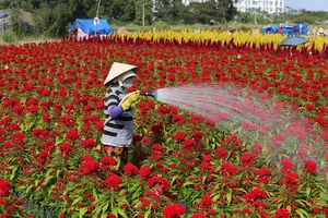 Làng hoa ven Sài Gòn hối hả đón Tết Kỷ Hợi