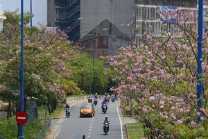 Ngắm hoa kèn hồng nở rộ giữa Sài Gòn