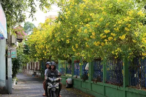 Huỳnh liên nở rộ nhuộm vàng dọc đường ray ở Sài Gòn
