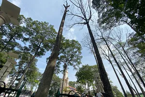 Hàng loạt cây cổ thụ chết khô ở Công viên Văn Lang