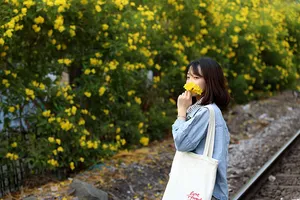 Hoa huỳnh liên vào mùa nở rộ dọc đường tàu Sài Gòn