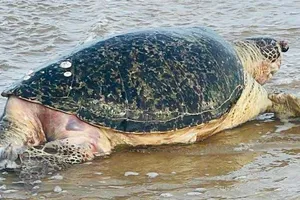 An táng rùa biển khổng lồ 'lụy' vào bờ Mũi Né