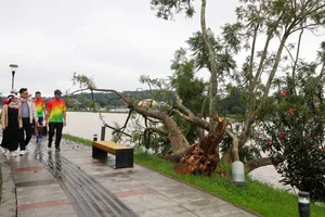 Người Đà Lạt tiếc nuối vì cây phượng tím bên hồ Xuân Hương bị gió quật ngã