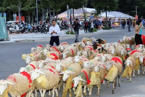 Đưa cừu diễu hành trên phố chào đón năm mới 2024
