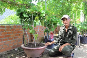 Độc lạ nho cảnh chơi Tết chỉ có ở Ninh Thuận