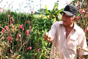 Lạ mắt với vườn đào Nhật Tân của lão nông ở đất võ