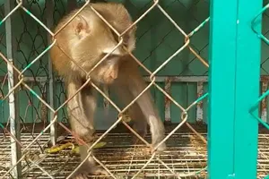 Đã bắt con khỉ cắn nhân viên quán cà phê ở quận 12