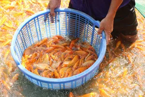  'Thủ phủ' cá chép ở Đồng Nai nhộn nhịp trước ngày cúng ông Công, ông Táo