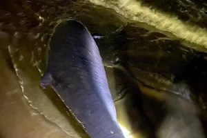 Cá voi trôi dạt vào biển Quy Nhơn, Bình Định