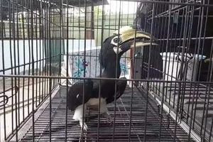 Nam kỹ sư đi trên vỉa hè quận 1 thì phát hiện chim lạ