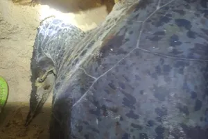 Hơn 100 quả trứng rùa biển được bảo vệ an toàn ở vùng biển Nhơn Hải