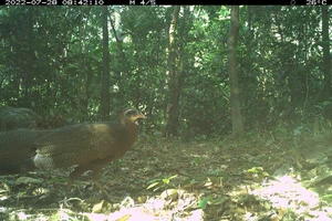 Cận cảnh các loài thú quý hiếm trong rừng nguyên sinh ở Quảng Bình