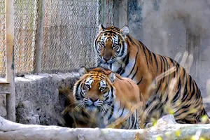 Xử lý 2 con hổ chết trong trang trại nuôi nhốt trái phép ở Thanh Hóa